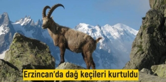 Erzincan'da dağ keçileri kurtuldu Yurt Gazetesihttps://www.yurtgazetesi.com.tr/guncel/erzincan-da-dag-kecileri-kurtuldu-mahkemeden-yurutmeyi-durdurma-h160912.html Yurt Gazetesi