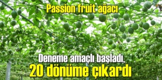 Passion fruit - Çarkıfelek meyvesi