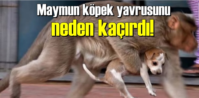 Maymun köpek