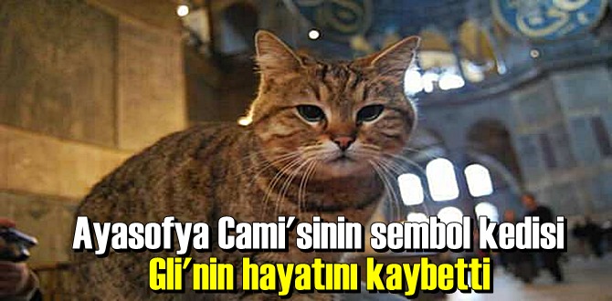 Ayasofya Cami'sinin sevimli sembol kedisi hayatını kaybetti