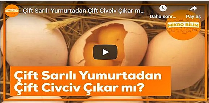 Çok İlginç: Çift Sarılı Yumurtadan Çift Civciv Çıkar mı biliyormusunuz?