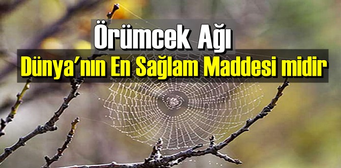 İlginç ama gerçek: Örümcek Ağı Dünya'nın En Sağlam Maddesi midir biliyor musunuz!