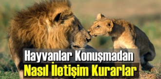 İlginç ama gerçek: Hayvanlar Konuşmadan Nasıl İletişim Kurarlar biliyor musunuz!