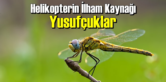 İlginç ama gerçek: Helikopterin İlham Kaynağı Yusufçuklar biliyor musunuz!