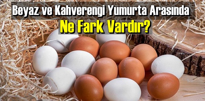 İlginç ama gerçek: Beyaz ve Kahverengi Yumurta Arasında Ne Fark Vardır biliyor musunuz!