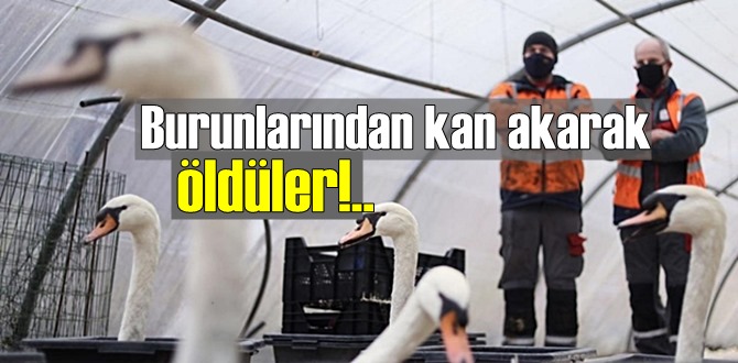 Burunlarından kan akarak öldüler!'