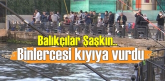 Balıkçılar Şaşkın,Üsküdar'da binlerce denizanası kıyıya vurdu!