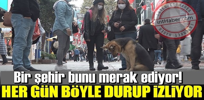 https://halk.tv.tr/kopegin-sirrini-cozemediler-her-gun-gelip-ayni-noktada/