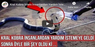 Kobra Yılanı susuz kalmış yardım İstemeye geldi