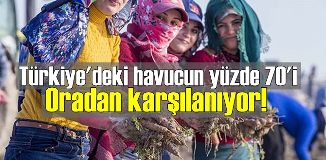 Türkiye'deki havucun yüzde 70'i Oradan karşılanıyor!