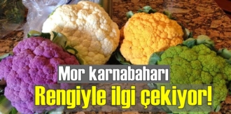 Mor karnabaharı Rengiyle ilgi çekiyor!