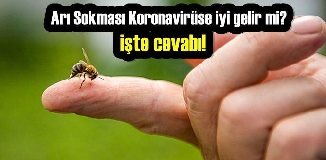 Arı Sokması Koronavirüse iyi gelir mi? işte cevabı!