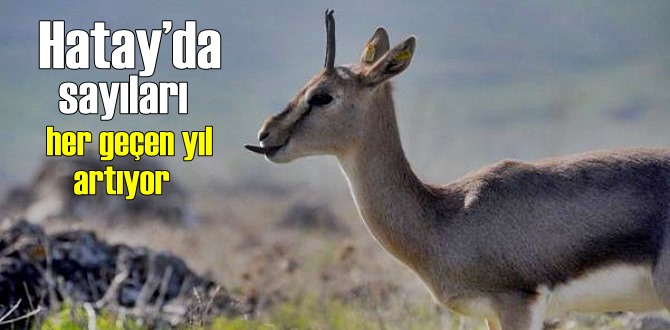 Hatay’da sayıları her geçen yıl artıyor