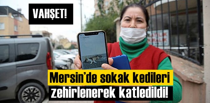 Vahşet!Mersin’de sokak kedileri zehirlenerek katledildi!