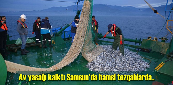 Av yasağı kalktı Samsun'da hamsi tezgahlarda 25 liraya düştü!