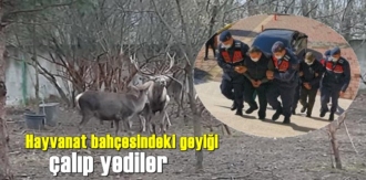 Bunuda yaptılar Hayvanat bahçesinden geyik çalıp afiyetle yediler!
