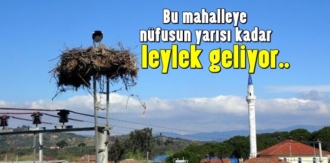 Bu mahalleye nüfusun yarısı kadar leylek geliyor