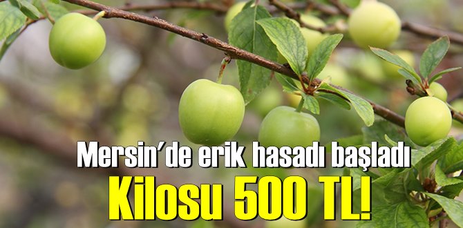 Eriğin bu yılın ilk hasatı yapıldı! fiyatı baş döndürüyor 500 TL.