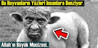 Bu Hayvanların Yüzleri İnsanlara Benziyor! Allah'ın Büyük Mucizesi