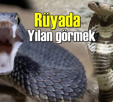 Rüyada Yılan görmenin anlamı nedir? neye işarettir