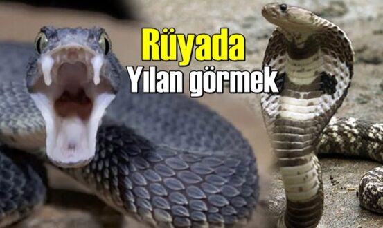 Rüyada Yılan görmenin anlamı nedir? neye işarettir