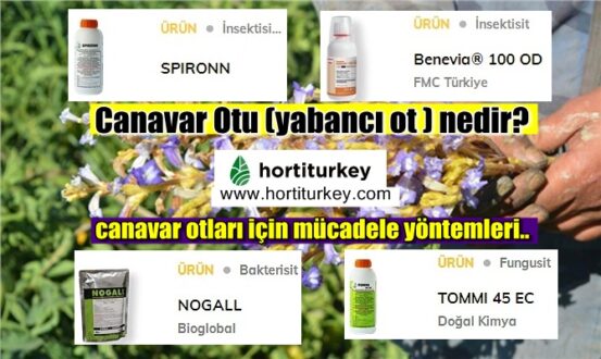Canavar Otu (yabancı ot ) nedir? ve canavar otları için mücadele yöntemleri